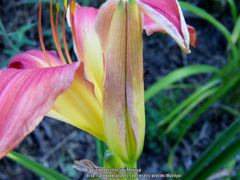 Photo of Daylilies (Hemerocallis) uploaded by Marilyn