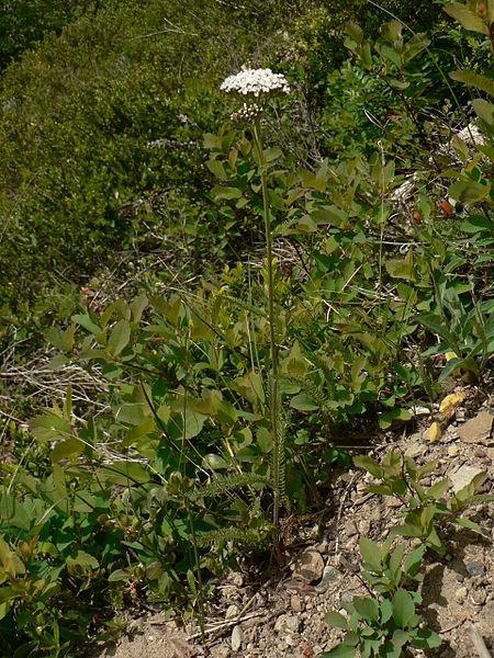 Photo of Yarrow (Achillea millefolium) uploaded by robertduval14