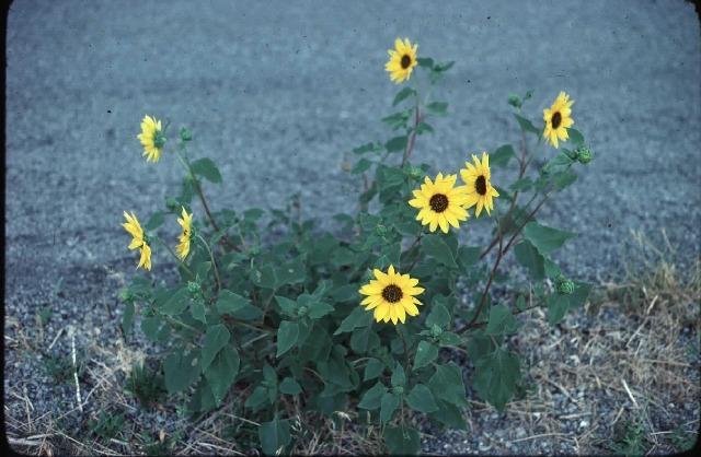 Photo of Sunflowers (Helianthus annuus) uploaded by admin