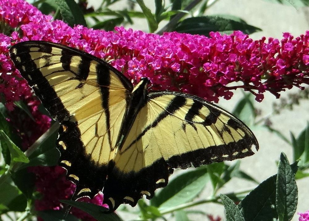 Photo of Butterfly Bushes (Buddleja) uploaded by stilldew
