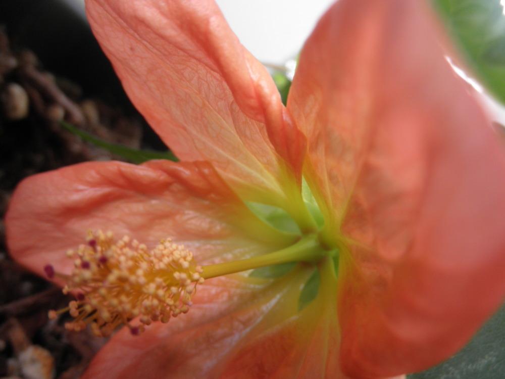 Photo of Flowering Maple (Abutilon Lucky Lantern™ Tangerine) uploaded by Aleaia