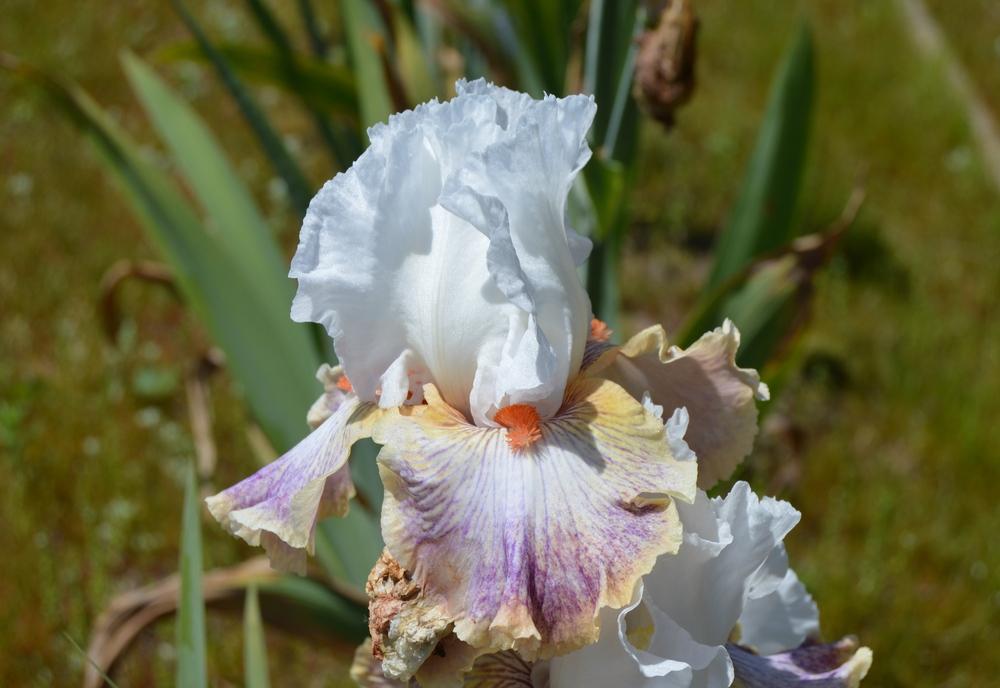 Photo of Tall Bearded Iris (Iris 'Colours of the Wind') uploaded by KentPfeiffer