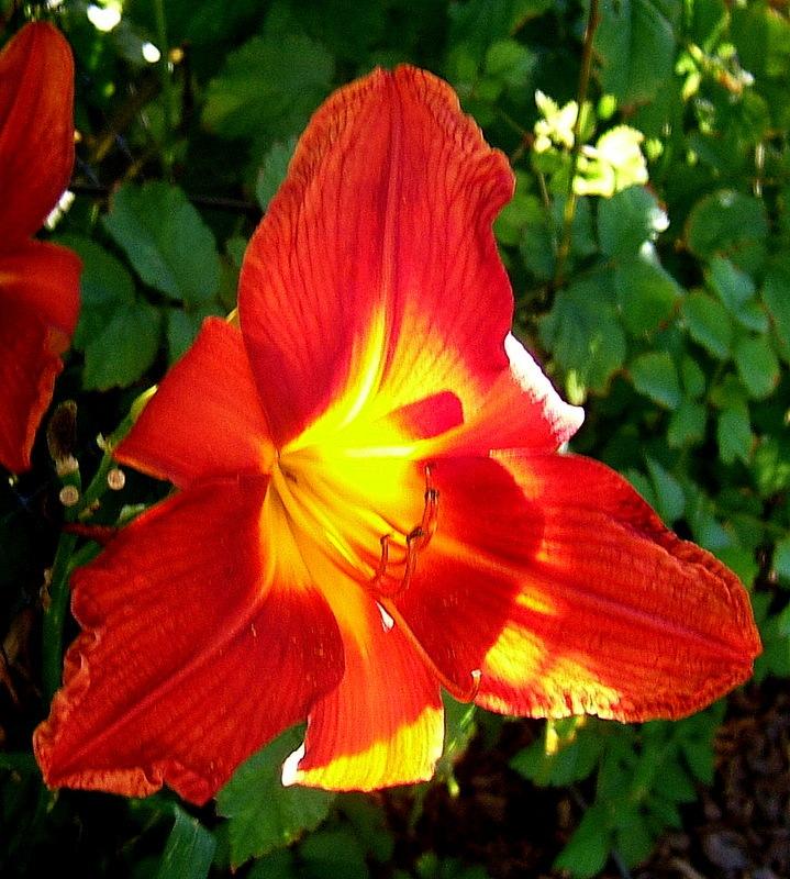 Photo of Daylilies (Hemerocallis) uploaded by pirl