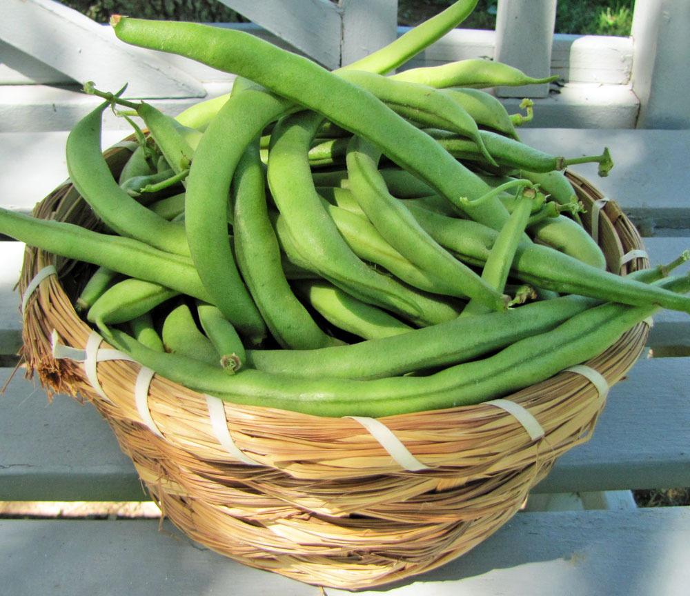 Photo of Common Bean (Phaseolus vulgaris 'Contender') uploaded by TBGDN