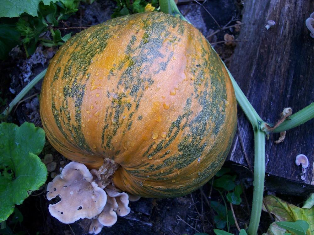 Photo of Pumpkin (Cucurbita pepo 'Styrian Hulless') uploaded by farmerdill