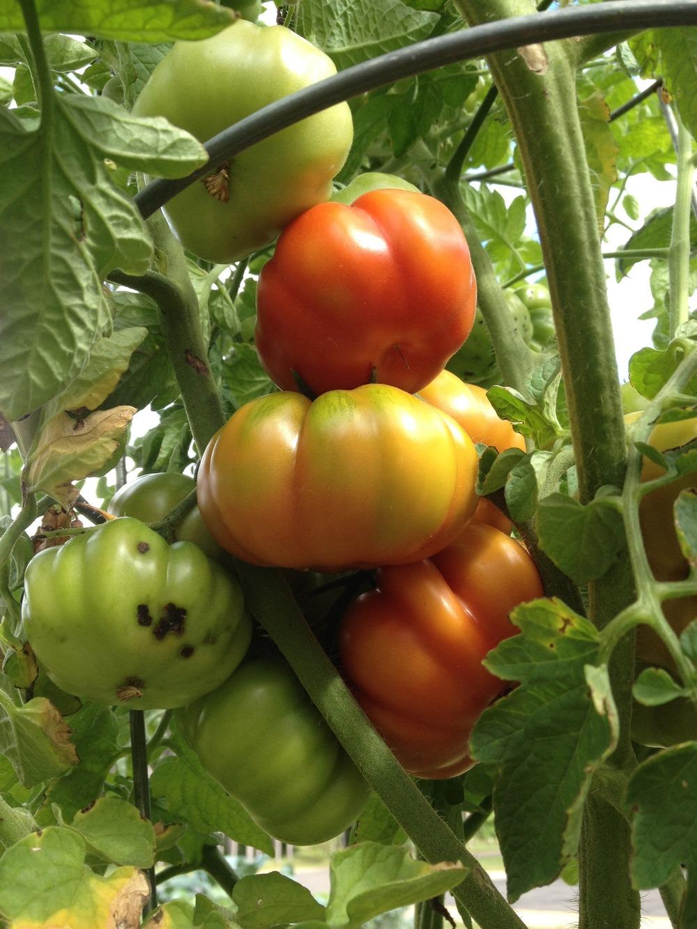 Photo of Tomato (Solanum lycopersicum 'Costoluto Fiorentino') uploaded by Anderwood