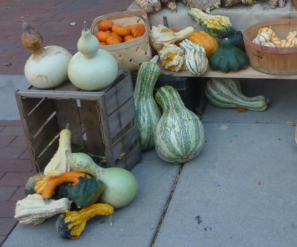 Photo of Gourds, Squashes and Pumpkins (Cucurbita) uploaded by gardengus