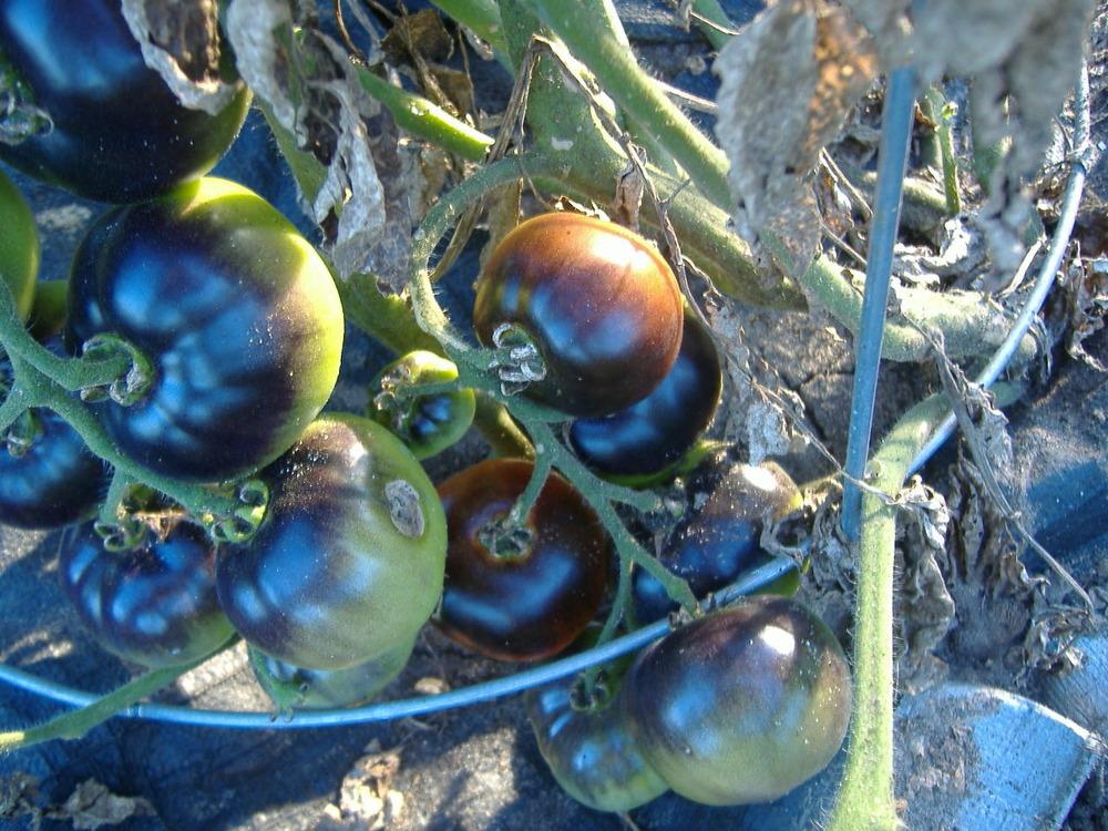 Photo of Tomato (Solanum lycopersicum 'Indigo Apple') uploaded by tveguy3