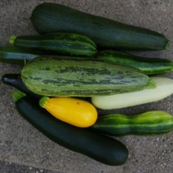 Location: Long Island, NY 
Date: 2015-07-12
An assortment of summer squash.