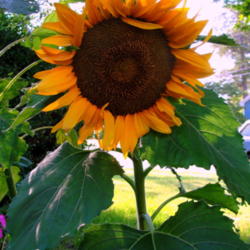 
Date: 2015-08-08
some kind of dwarf sunflower from CVS seed kit