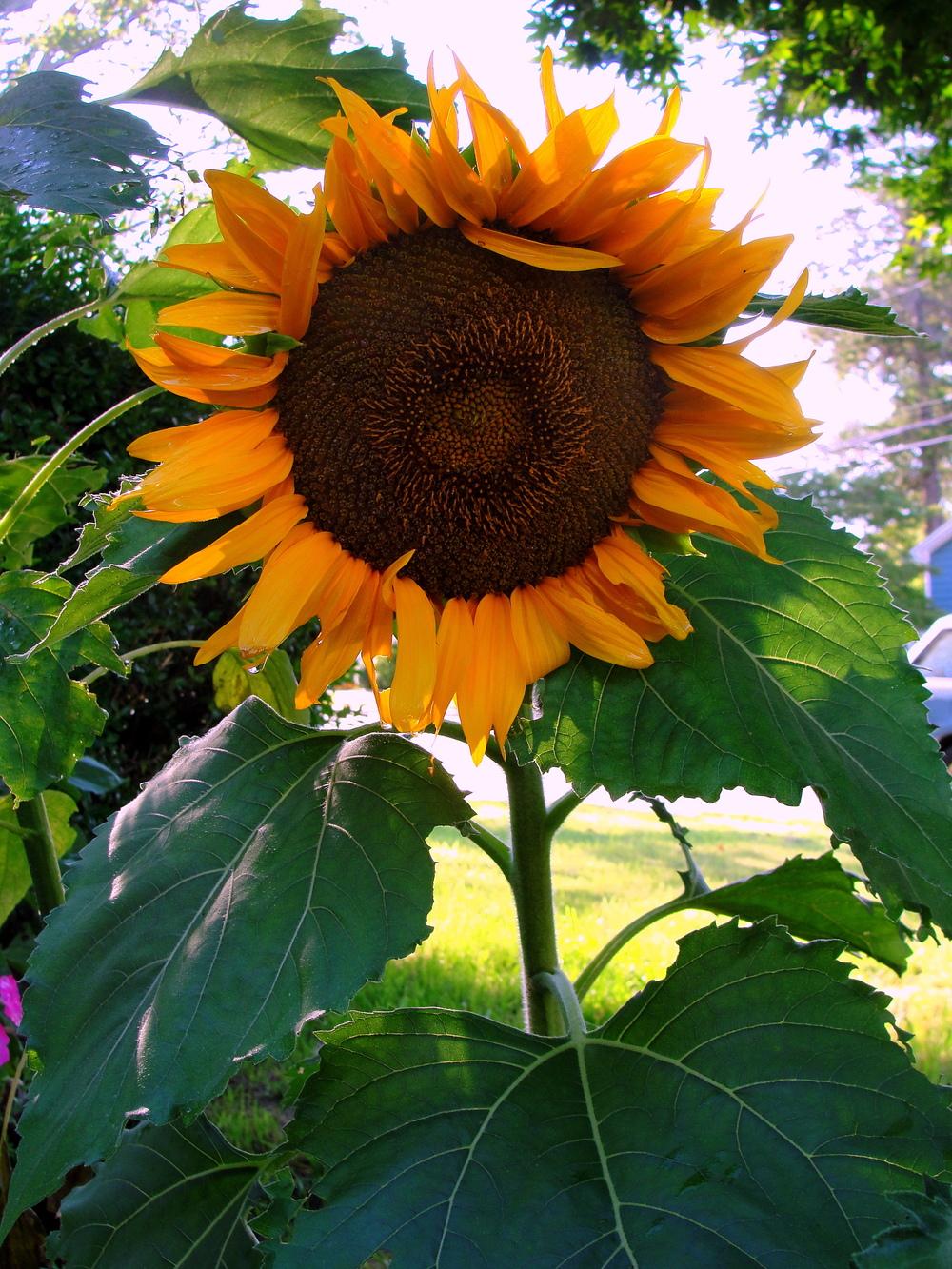 Photo of Sunflowers (Helianthus annuus) uploaded by keithp2012