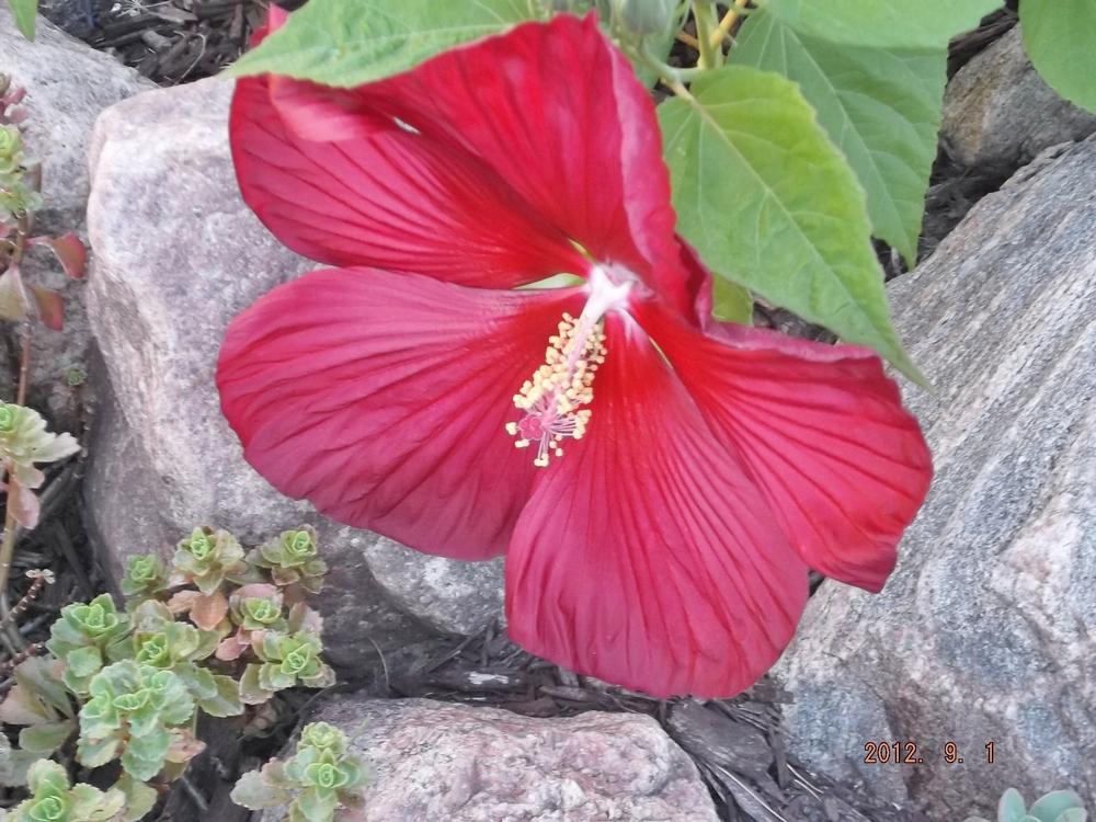 Photo of Hybrid Hardy Hibiscus (Hibiscus 'Disco Belle Red') uploaded by linjarvis