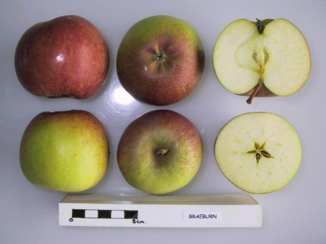 Photo of Apple (Malus domestica 'Braeburn') uploaded by robertduval14