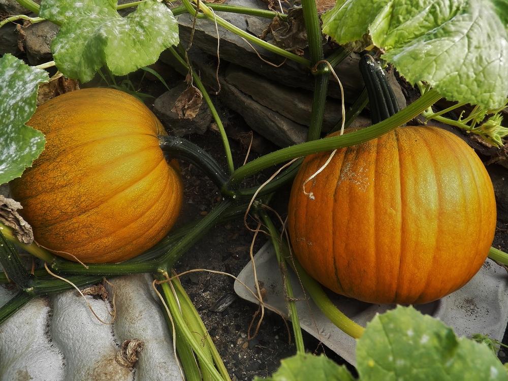 Photo of Gourds, Squashes and Pumpkins (Cucurbita) uploaded by MissyPenny