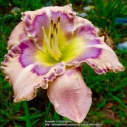 Location: My Garden- Vermont
Date: 2015-08-06
Sdlg. 'Lavender Hearthrob'  X  'Blue Eden' - 3 yr.old sdlg.