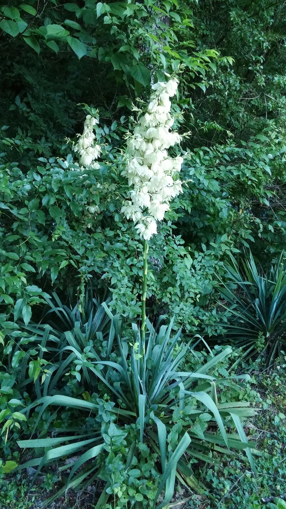 Photo of Adam's Needle (Yucca filamentosa) uploaded by plantcollector