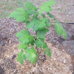 Location: Jacksonville, Fl.
Date: 2015-06-24
A newly planted young tree
