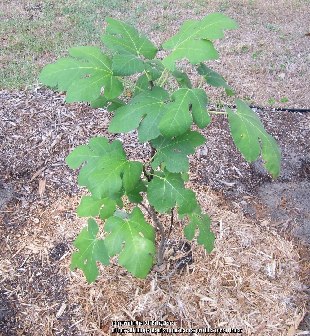 Photo of Common Fig (Ficus carica 'Brown Turkey') uploaded by terrafirma