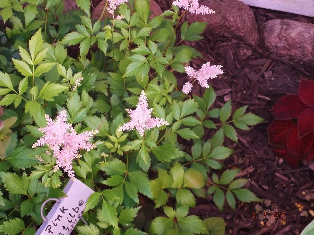Photo of Astilbes (Astilbe) uploaded by linjarvis