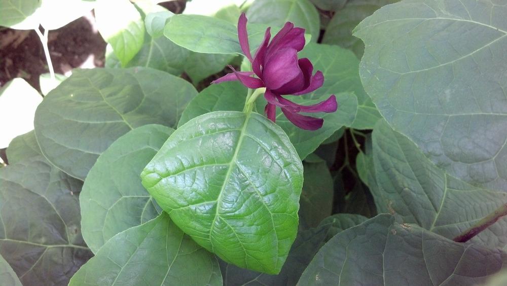 Photo of Carolina Allspice (Calycanthus floridus) uploaded by plantcollector