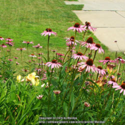 Location: My garden in Kentucky
Date: June 26, 2006
#Pollination