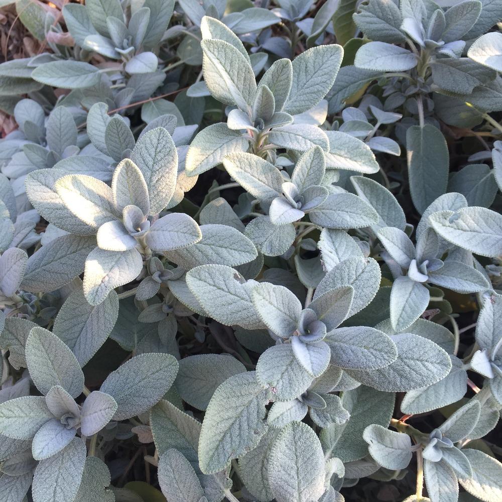 Culinary Sages Plant Care and Collection of Varieties