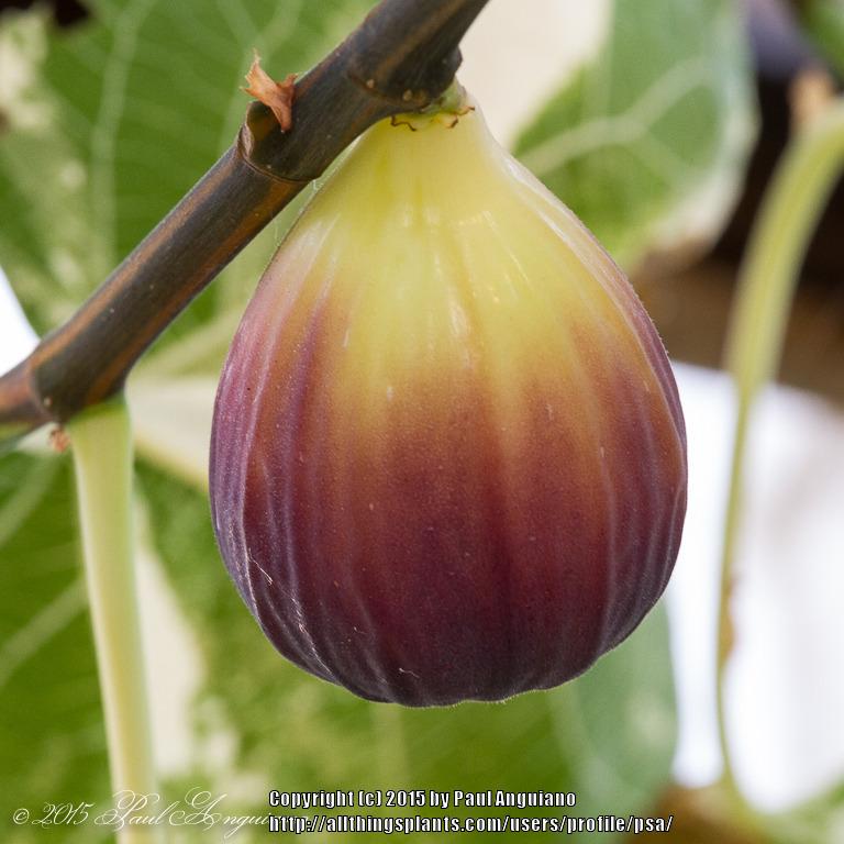 Photo of Common Fig (Ficus carica 'Jolly Tiger') uploaded by psa