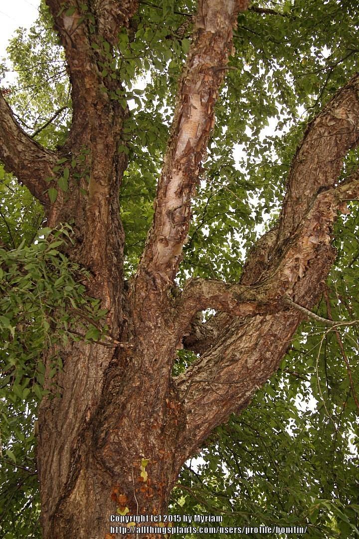 Photo of River Birch (Betula nigra) uploaded by bonitin