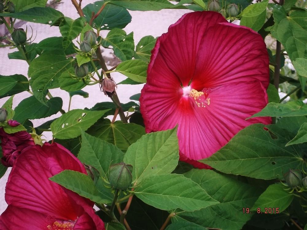 Photo of Hybrid Hardy Hibiscus (Hibiscus 'Disco Belle Red') uploaded by linjarvis