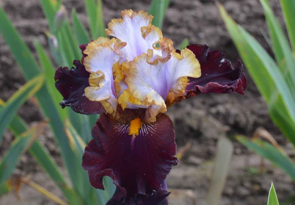 Photo of Tall Bearded Iris (Iris 'Plot Line') uploaded by KentPfeiffer
