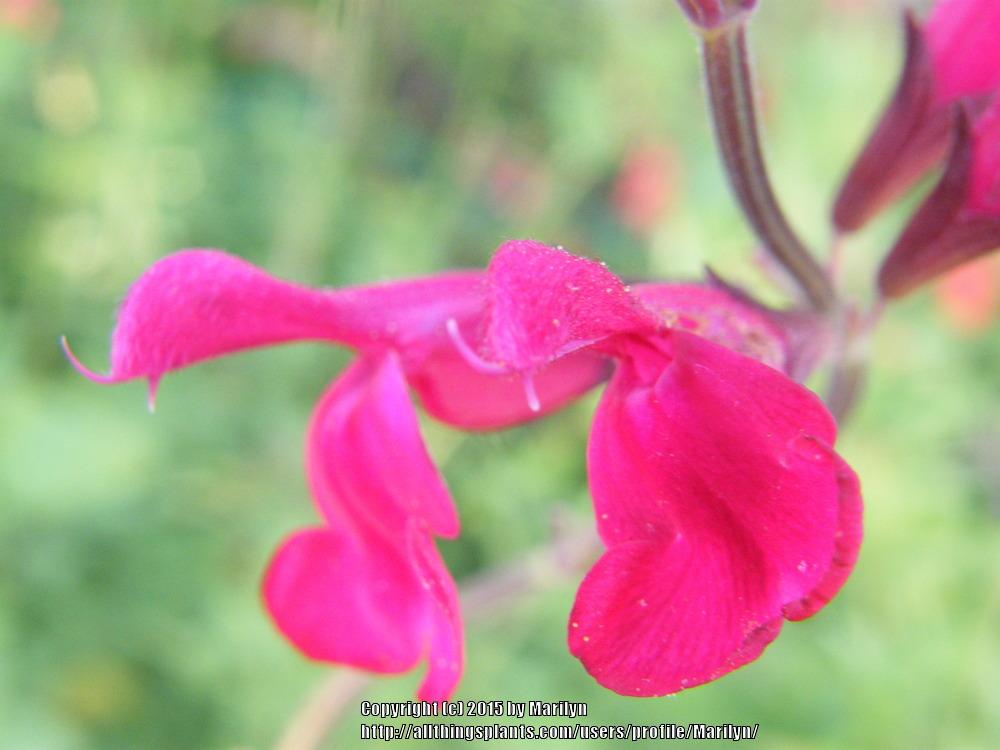 Photo of Sage (Salvia Windwalker® Royal Red) uploaded by Marilyn