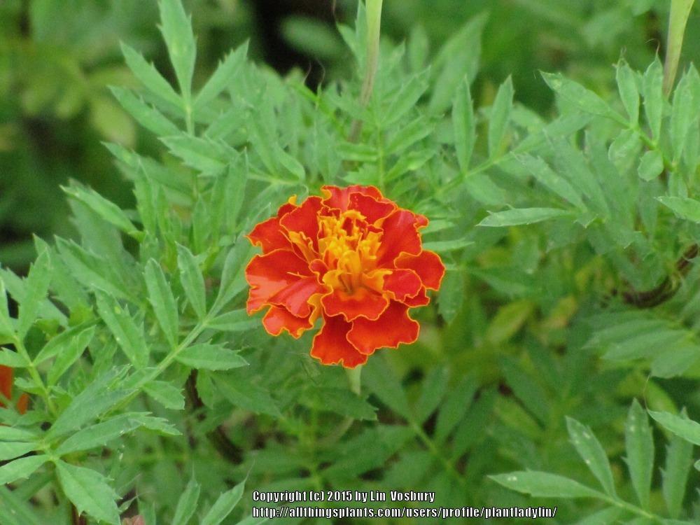 Photo of African Marigold (Tagetes erecta) uploaded by plantladylin