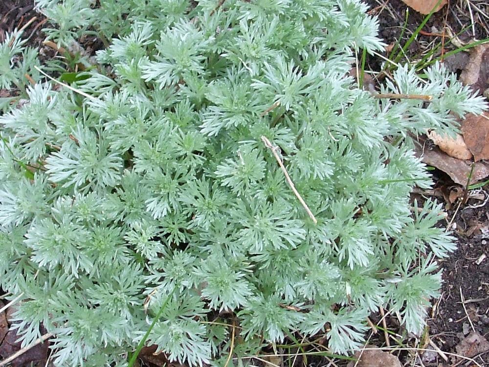 Photo of Silvermound Artemisia (Artemisia schmidtiana 'Silver Mound') uploaded by darwellwoods