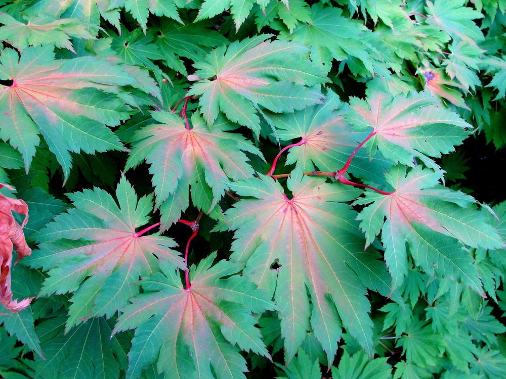 Photo of Japanese Maple (Acer palmatum) uploaded by keithp2012