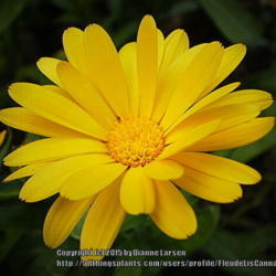 Location: Tenterfield NSW Australia
Date: 2013-07-12
Bright Yellow Calendular Bloom