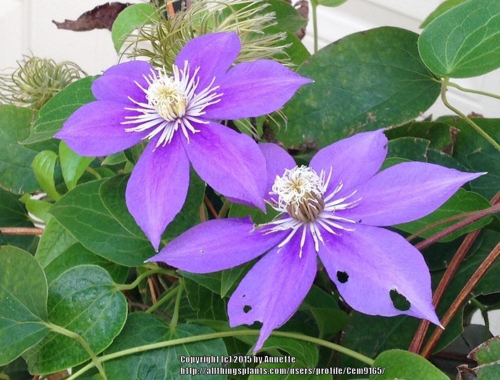 Photo of Clematis uploaded by Cem9165