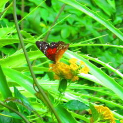 Location: Butterfly House - Museum of Natural History - Houston
Date: 4-26-12