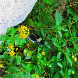Location: Butterfly House - Museum of Natural History - Houston
Date: 4-26-12