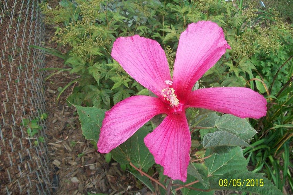 Photo of Hibiscus uploaded by Hazelcrestmikeb