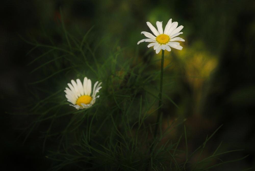 Photo of Shasta Daisy (Leucanthemum x superbum 'Becky') uploaded by jenniferatemple