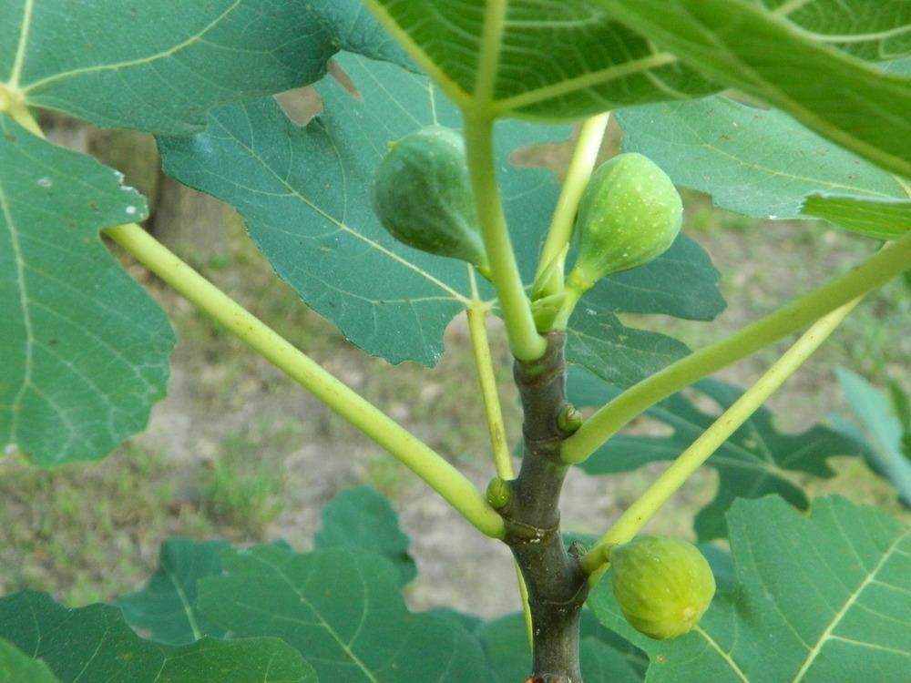 Photo of Common Fig (Ficus carica 'Brown Turkey') uploaded by wildflowers