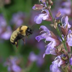 Location: My Garden, Utah
Date: 2015-06-01
featuring Bombus fervidus #Pollination