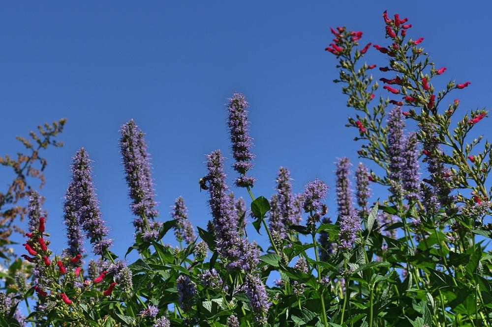 Photo of Anise Hyssop (Agastache 'Blue Fortune') uploaded by dirtdorphins