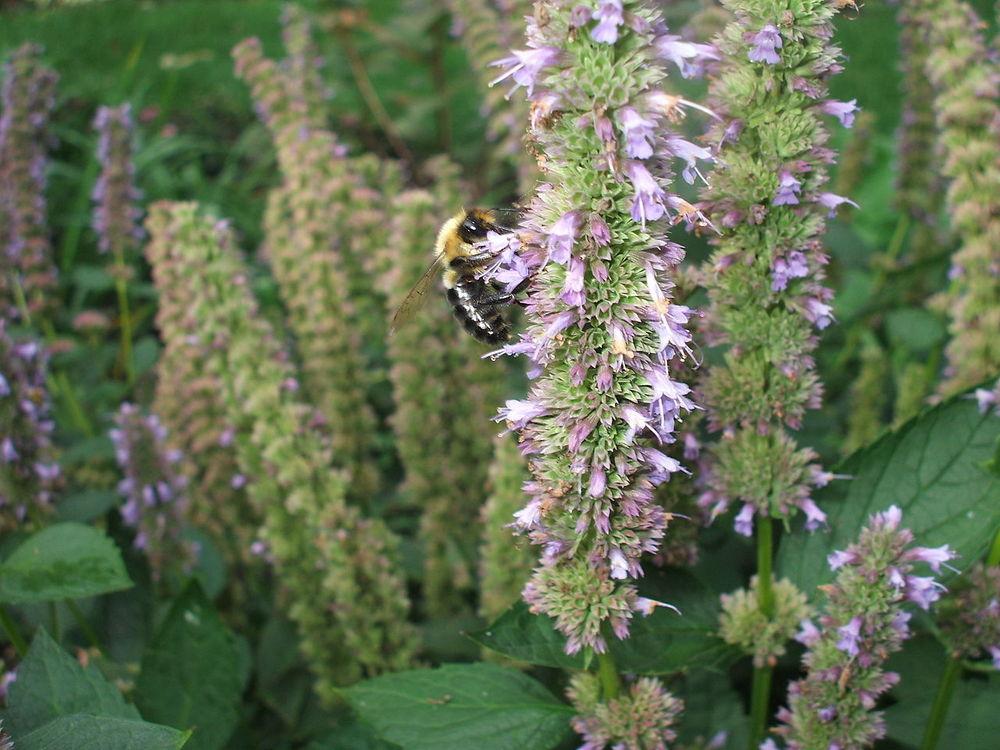 Photo of Anise Hyssop (Agastache 'Blue Fortune') uploaded by robertduval14