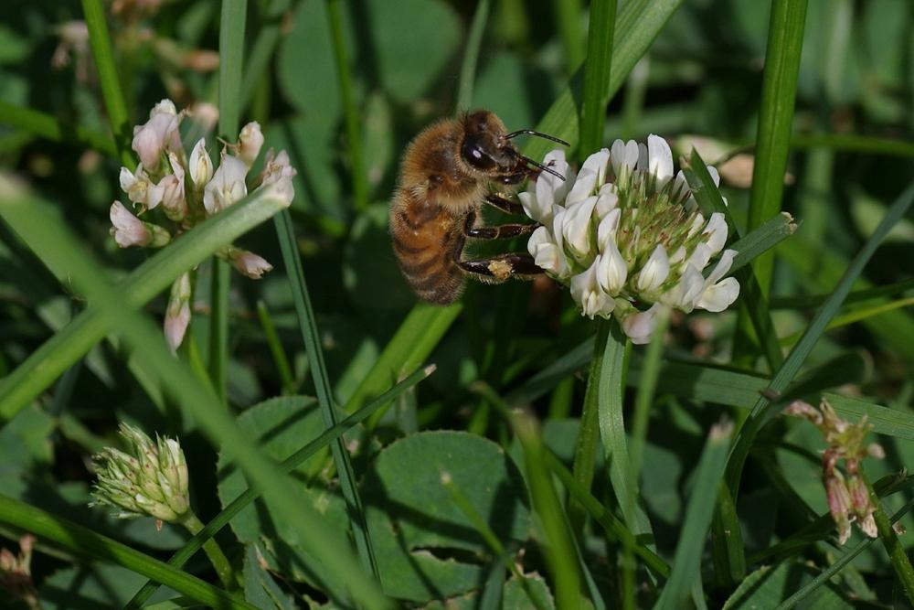 Photo of White Clover (Trifolium repens) uploaded by dirtdorphins