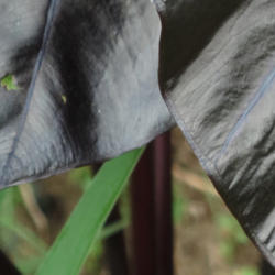 Location: z6a MA, my garden
Date: 2015-09-22
Collecting vein at leaf margin. C. 'Black Sapphire Gecko'