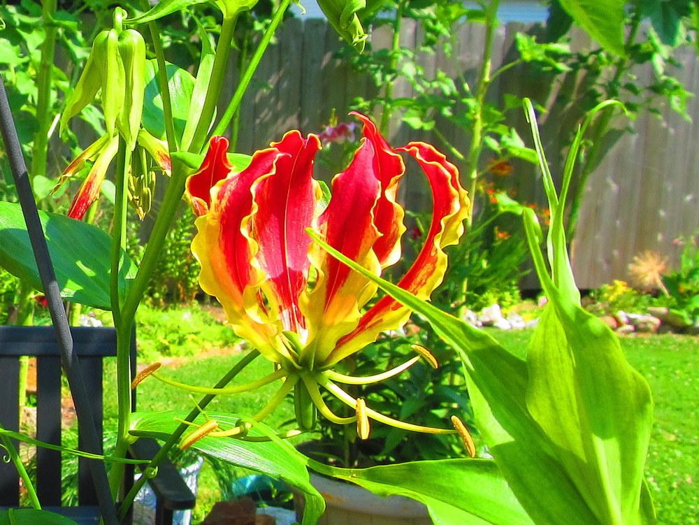 Photo of Flame Lily (Gloriosa) uploaded by jmorth