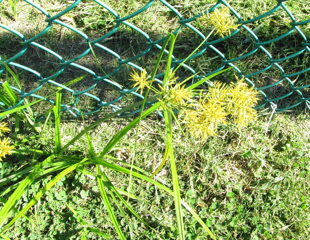 Photo of Yellow Nutsedge (Cyperus esculentus) uploaded by jmorth