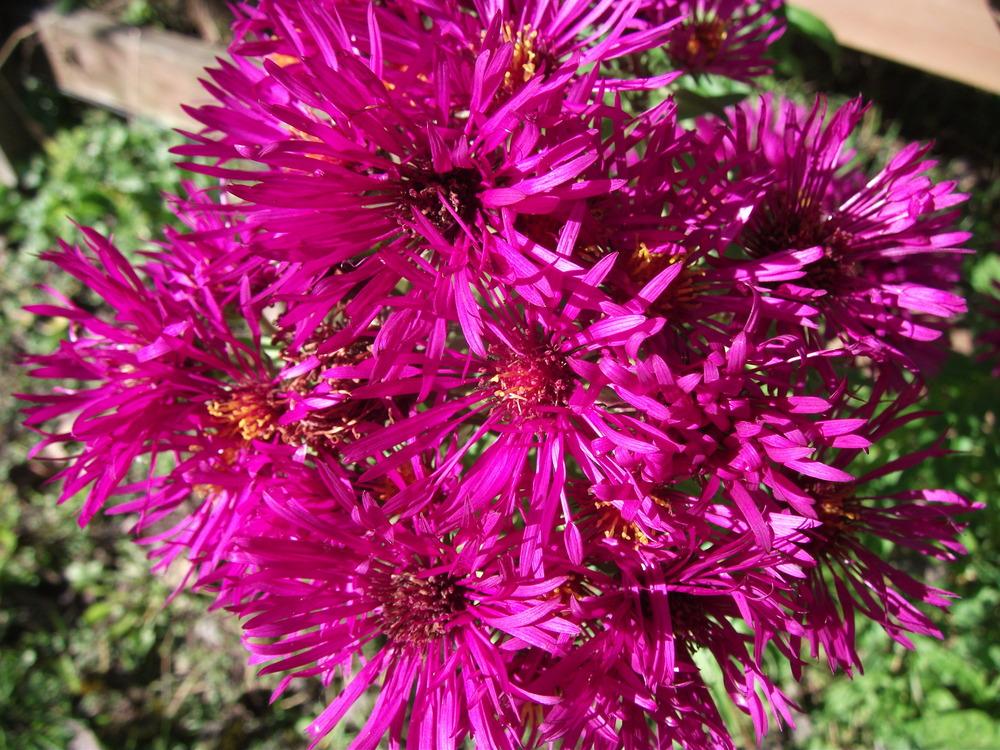 Photo of Asters (Aster) uploaded by Bonehead