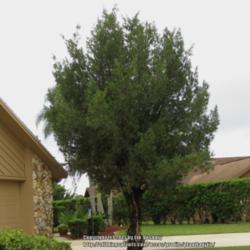 Location: Daytona Beach, Florida
Date: 2015-09-24
Tree form growing in a neighbors yard